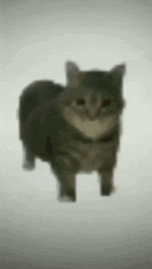 Spinning Cat 2mb GIF - Spinning Cat 2mb GIFs