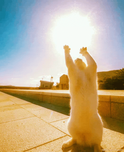 Image of a white cat reared up on hind legs with front paws extended so it looks like it's trying to grab or is praising the Sun.