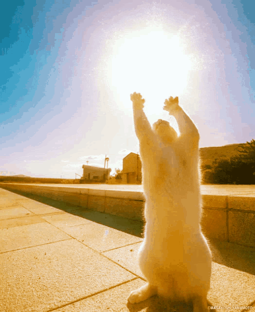 Cat Sun GIF – Cat Sun Light – GIFs entdecken und teilen