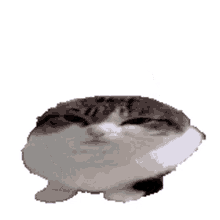 cat transparent