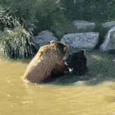 two bears are playing in a body of water surrounded by rocks