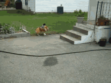 Your Normal Corgi Rodeo GIF - Dog Corgi Play GIFs
