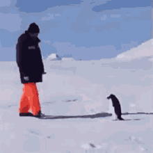 Penguin Chase GIF - Penguin Chase Human GIFs
