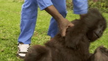 rolling protecting orphaned gorillas mission critical baby gorilla playing