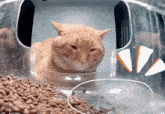 Mr Snack Hungry Cat GIF - Mr Snack Hungry Cat Give Food GIFs
