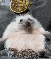 Hedgehog Eat GIF - Hedgehog Eat Hungry GIFs