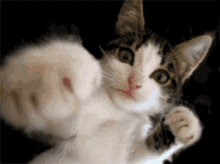 Cat Punch GIF - Cat Punch In GIFs
