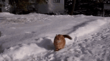 Cats Catching Snowballs! GIF - Cat Catch Cathing GIFs