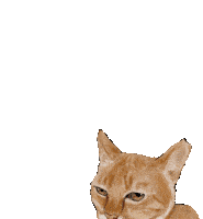 a drawing of a cat with a collar on it