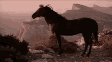 Horse Windy GIF - Horse Windy Ledge GIFs