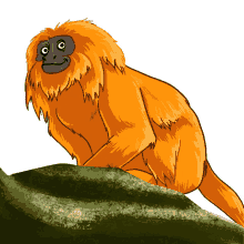 monkey tamarin black faced lion tamarin