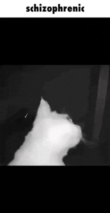 Schizophrenic Cat GIF - Schizophrenic Cat Fetus GIFs