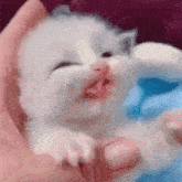 Why He So Tongue Cat GIF - Why He So Tongue Tongue Cat GIFs