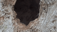 Coming Out Of The Hole Squirrel GIF - Coming Out Of The Hole Squirrel Robert E Fuller GIFs