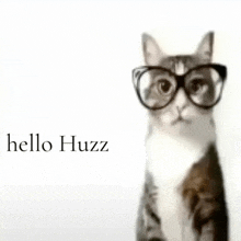 a cat wearing glasses says hello huzz in the corner