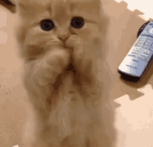 Please Cat GIF - Please Cat Kitten GIFs