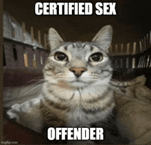 a cat with a caption that says certified sex offender on it