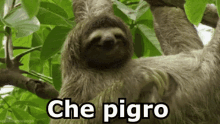 Pigro Pigrizia Bradibo Grattarsi GIF - Lazy Laziness Sloth GIFs