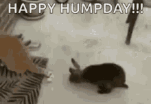 Cat Dry Hump GIF