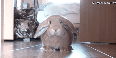 bunny-cute.gif