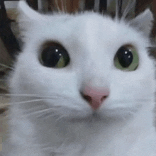 a close up of a white cat with green eyes and a pink nose looking at the camera .
