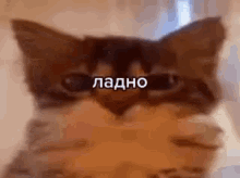 a close up of a cat covering its face with its eyes closed .