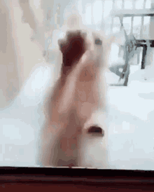 Funny Cat Cat Cold GIF