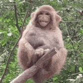 a monkey is sitting on a tree branch in the jungle .