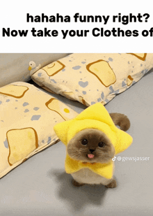 a cat wearing a yellow hat with the words " hahaha funny right now take your clothes off "