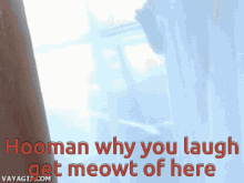 Cat Stuck GIF - Cat Stuck Why You Laugh GIFs