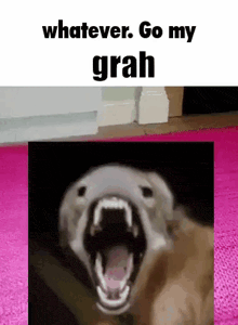 a picture of a dog with its mouth open and the words whatever go my grah
