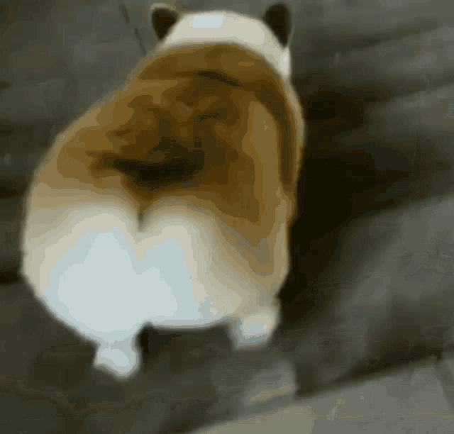 Corgi going 2024 up stairs