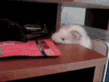 a ferret is sniffing a bag of food on a table
