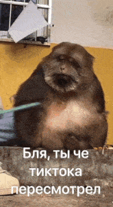 a monkey is sitting on a ledge with a foreign language written on it
