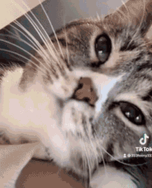 Swag Cat Kisses GIF - Swag Cat Kisses Discord GIFs