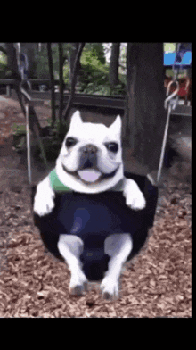 a smiling dog is sitting on a tire swing in a park
