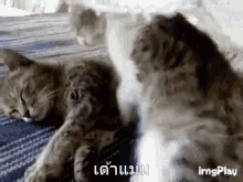 Nipsey Cuddle GIF - Nipsey Cuddle Cat GIFs