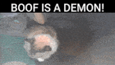 a picture of a cat with the words boof is a demon written above it