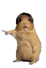 a guinea pig with a hat on its head is sitting on a white background .