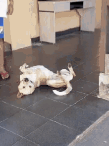 Funny Animals Mimado GIF - Funny Animals Mimado Dog GIFs