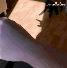 Trying To Catch The Shadow The Pet Collective GIF - Trying To Catch The Shadow The Pet Collective Trying To Grab The Shadow GIFs