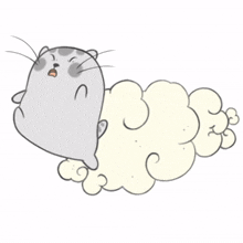 cute lovely cat grey fat