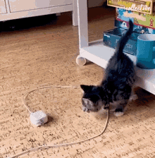 Curious The Pet Collective GIF