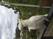 Cockatoo Bird GIF - Cockatoo Bird Australia GIFs