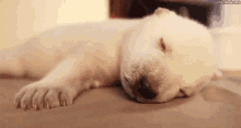 Sleeping Puppy GIF - Sleeping Puppy GIFs