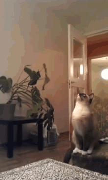 You Might As Well Jump GIF - Jump Cat Fail GIFs