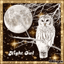 Night Owl Gold And Black GIF - Night Owl Gold And Black Background GIFs