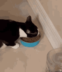 Cat Cat Eating GIF - Cat Cat Eating Kitten GIFs