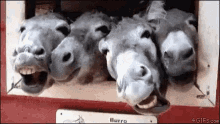 Yes Horses GIF - Yes Horses Tongue Out GIFs