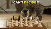 Chesscom Animal Chess GIF - Chesscom Chess Animal Chess GIFs